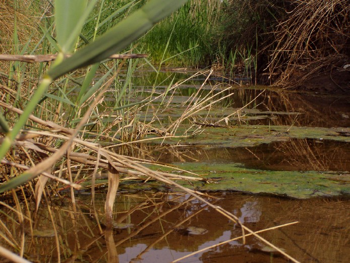 I fossi e lo stagno di Baratti (Piombino - LI)